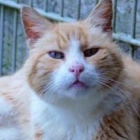 Dracu, Kater zur Adoption