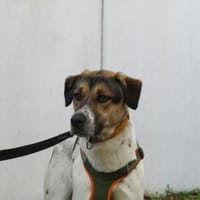 Nayra, Hündin zur Adoption