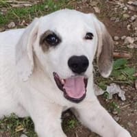 Finn - unser kleiner Pirat, Hund zur Adoption