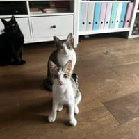 Sonnenschein Terra, Katze zur Adoption