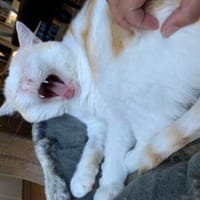 Ruhiger Schmusekater Fer, Kater zur Adoption