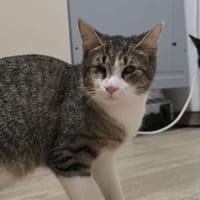 💛 Finchen sucht ein ruhiges Zuhause, Katze zur Adoption