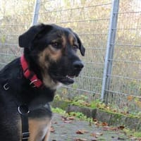 Nyota, Hündin zur Adoption