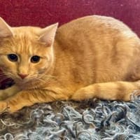 Süße Katzen suchen liebevolles Zuhause, Kater zur Adoption