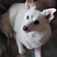 Aysi sucht ihr liebevolles Zuhause, Hündin zur Adoption