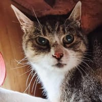 Erni, Kater zur Adoption