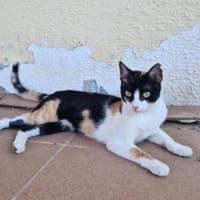 Junge Katze mit Charakter Mia, Katze zur Adoption