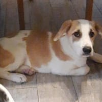 Cooper  neugieriger Mischling-Bub, Hund zur Adoption