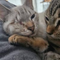 Moro und Mere, Kater zur Adoption
