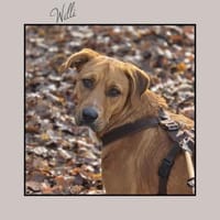 Labrador Mix: katzenverträglich u. lieb!, Hund zur Adoption