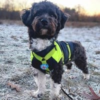 Oskar - ist aufmerksam, Hund zur Adoption