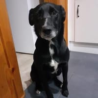 Beny ❤❤, Hund zur Adoption