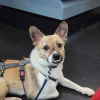 Anouk - der gute Laune Hund, Hündin zur Adoption