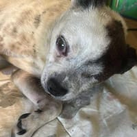 Viktor, kleiner Senior sucht Körbchen, Hund zur Adoption