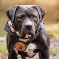 Schenkst du Fiero ein neues Leben?, Hund zur Adoption