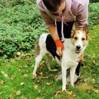 Wer schenkt Loon ein Leben voller Liebe?, Hund zur Adoption