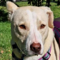 Sunny - Ein-Ohr-Hund, Hündin zur Adoption