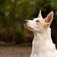 Schlägt Dein Herz für Froggy?, Hund zur Adoption