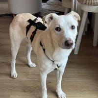 Piero wartet in 58453 Witten, Hund zur Adoption