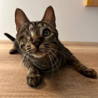 Kosya - allein zu Haus, Katze zur Adoption