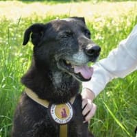 Zurly wartet schon lange auf dich!, Hündin zur Adoption