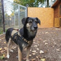 Hermann, Hund zur Adoption