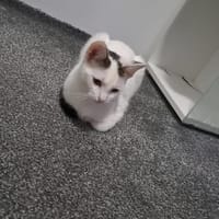 💕Marie💕sucht ihr Glück 💕🐾, Katze zur Adoption