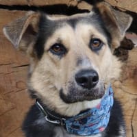 Murphy- FIT AUF VIER PFOTEN, Hund zur Adoption