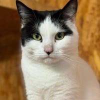 Bonny, Katze zur Adoption
