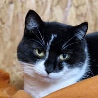 Moni, Katze zur Adoption