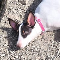 Tina, Hund zur Adoption
