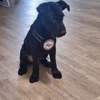 💕Lulu💕sucht ihre Menschen 🐾💖, Hündin zur Adoption