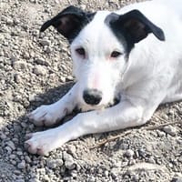 Tommy, Hund zur Adoption