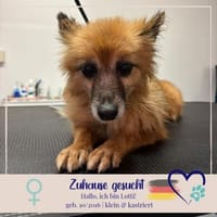 Lotti kleine Oma - 76661 Philippsburg, Hündin zur Adoption