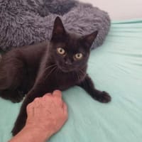💕Samanta wartet auf ihr Glück 💕, Katze zur Adoption