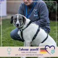 Fiona - 76669 Bad Schönborn, Hündin zur Adoption