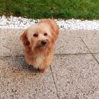 Ninno - wartet in 64347 Griesheim, Hund zur Adoption