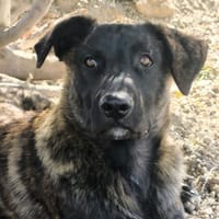 Verdi, Hund zur Adoption