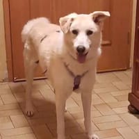 TOBIA jun. - auf PS in Rheinland-Pfalz, Hund zur Adoption