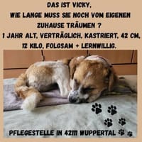 Vicky sucht ihr Für-Immer-Zuhause! 💖🐾, Hündin zur Adoption