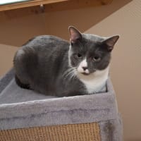 PUSSY, chat à adopter