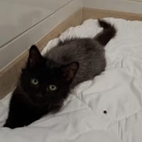 SNOWY, chatte à adopter