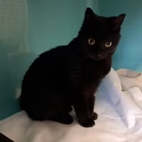 YZMA, chatte à adopter