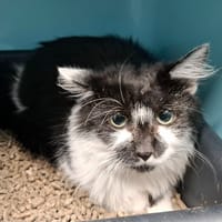 NEMESIA, chatte à adopter