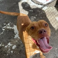 DINASTY, chienne à adopter