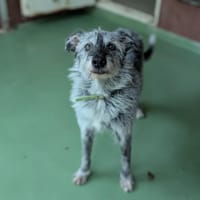 TOTEM, chien à adopter