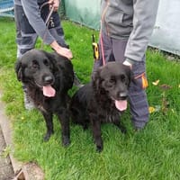 ZIG, chien à adopter