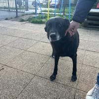 ROXY, chienne à adopter