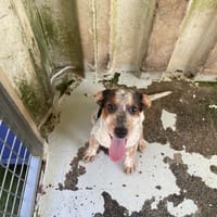 SANDY, chienne à adopter