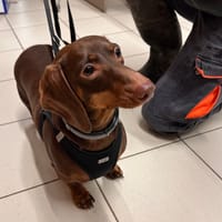 TRYSKELL, chienne à adopter